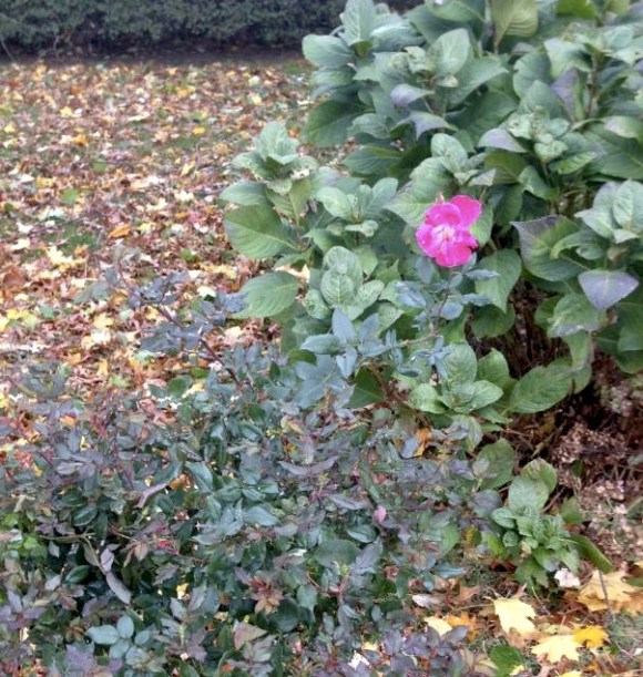 Knockout Rose blooms in the aftermath of Sandy